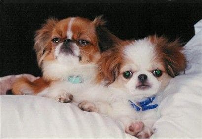 Japanese Spaniel
