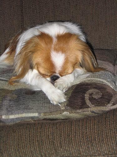 Japanese Spaniel