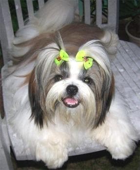 Japanese Spaniel