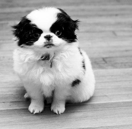 Japanese Spaniel