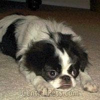 Japanese Spaniel
