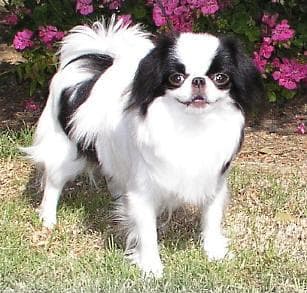Japanese Spaniel