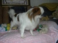Japanese Spaniel