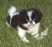 Japanese Spaniel