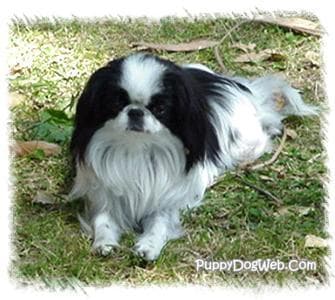 Japanese Spaniel