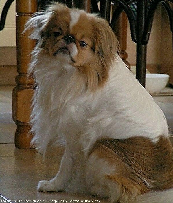 Japanese Spaniel