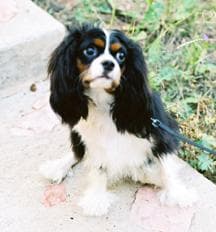 Japanese Spaniel