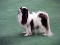 Japanese Spaniel