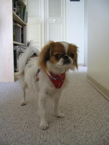 Japanese Spaniel