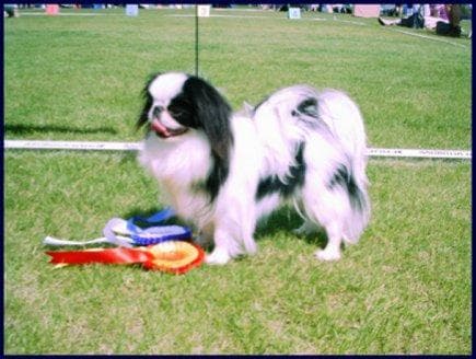 Japanese Spaniel