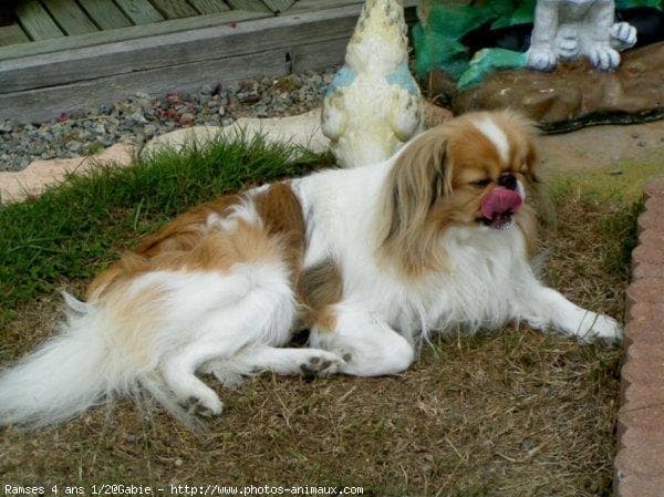 Japanese Spaniel