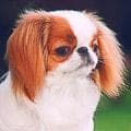 Japanese Spaniel