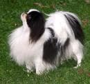 Japanese Spaniel