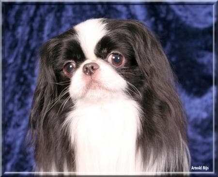Japanese Spaniel