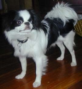 Japanese Spaniel