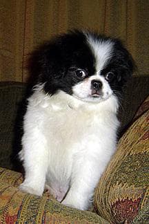 Japanese Spaniel