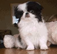 Japanese Spaniel
