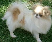 Japanese Spaniel