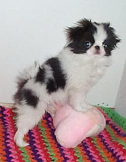 spaniel