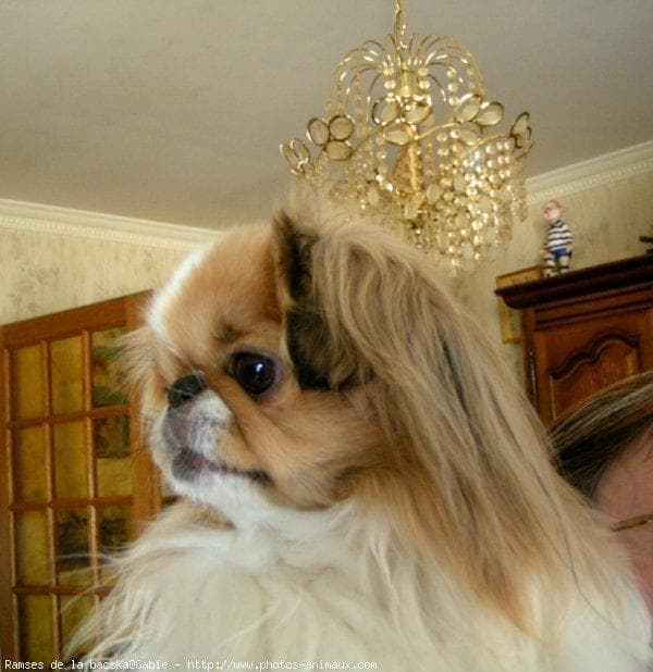 Japanese Spaniel
