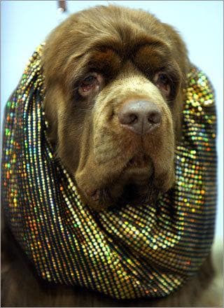 spaniel