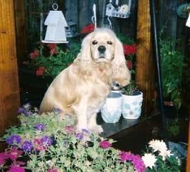 Sussex Spaniel