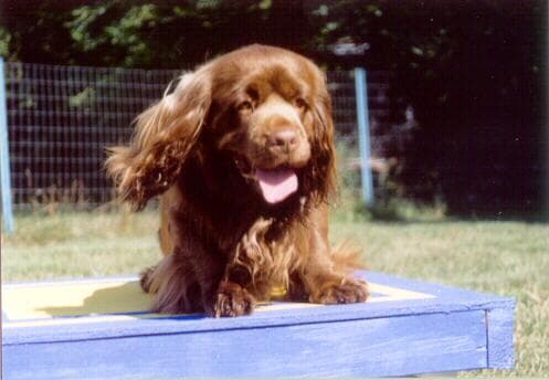 Sussex Spaniel