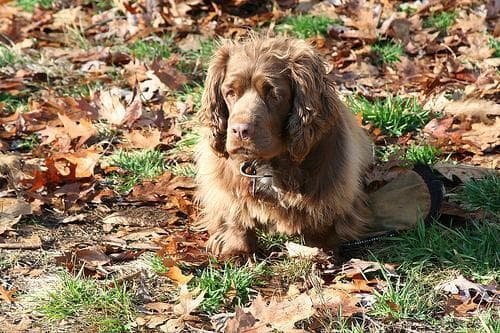 Sussex Spaniel