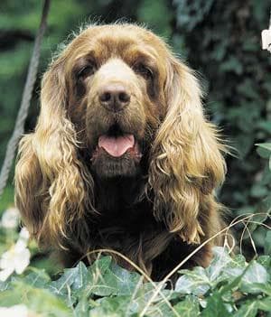 Sussex Spaniel