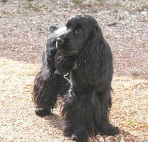 Sussex Spaniel
