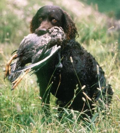 Sussex Spaniel