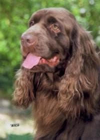 Sussex Spaniel