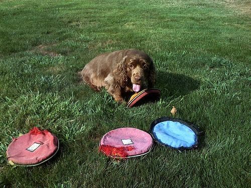 Sussex Spaniel