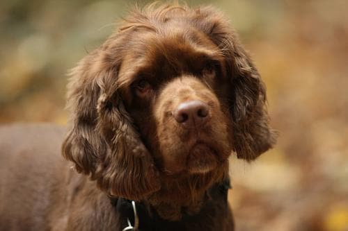 Sussex Spaniel