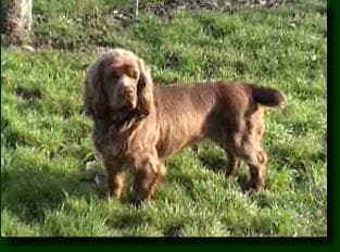 Sussex Spaniel