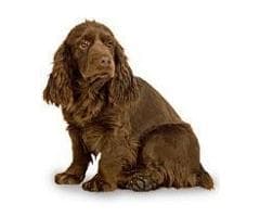 Sussex Spaniel