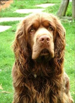 Sussex Spaniel