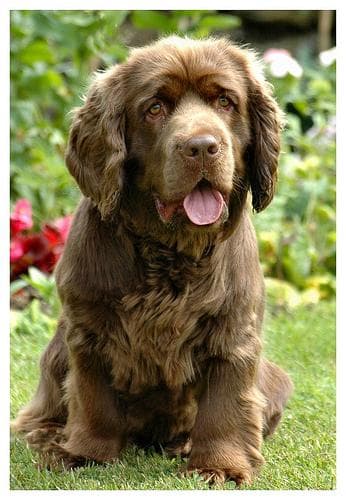 Sussex Spaniel