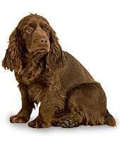 Sussex Spaniel