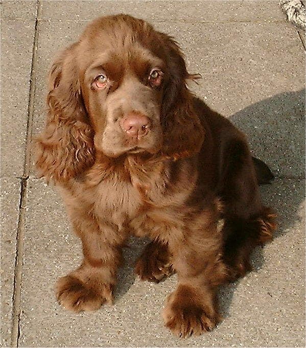 Sussex Spaniel