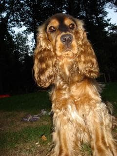 Sussex Spaniel