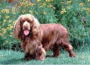 Sussex Spaniel