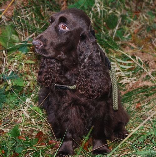 Sussex Spaniel