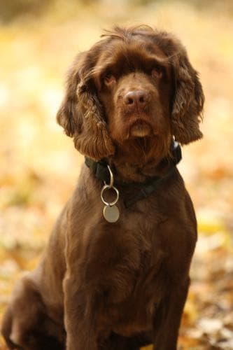 Sussex Spaniel