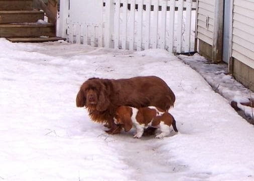 Sussex Spaniel