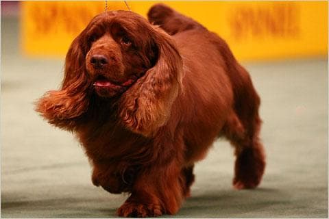 Sussex Spaniel