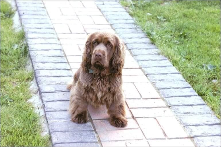 Sussex Spaniel