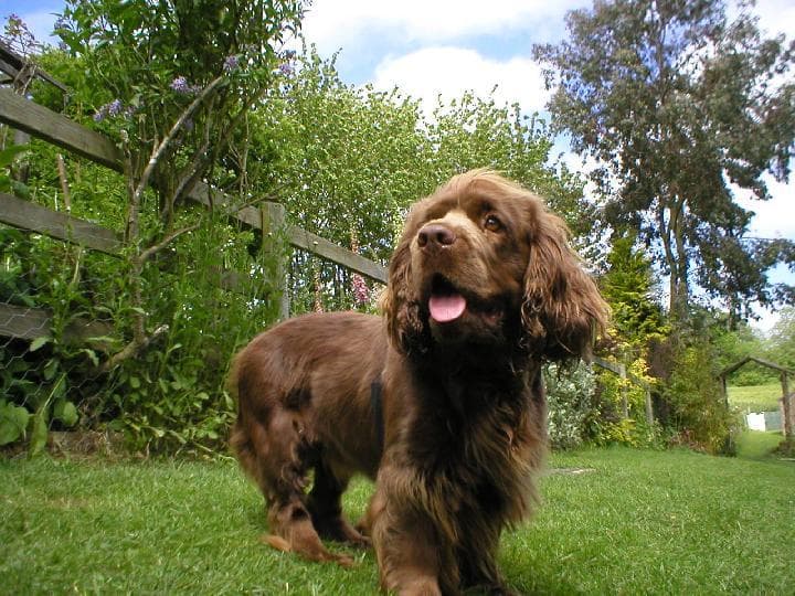 Sussex Spaniel