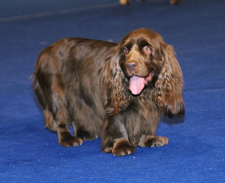Sussex Spaniel