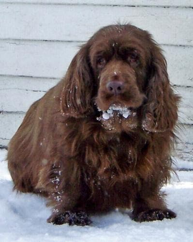 Sussex Spaniel